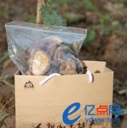 人祖山野生香菇